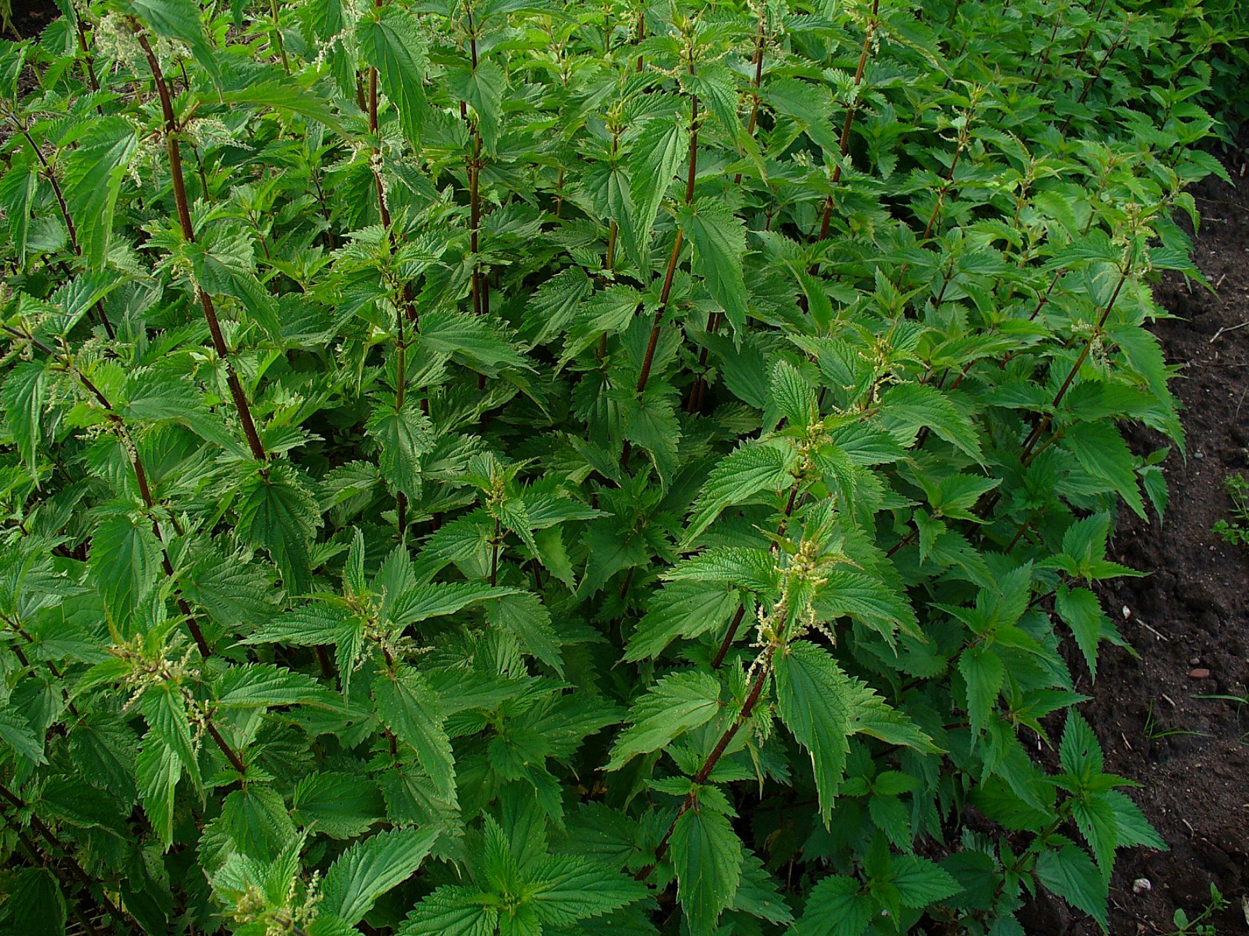 Urtica dioica